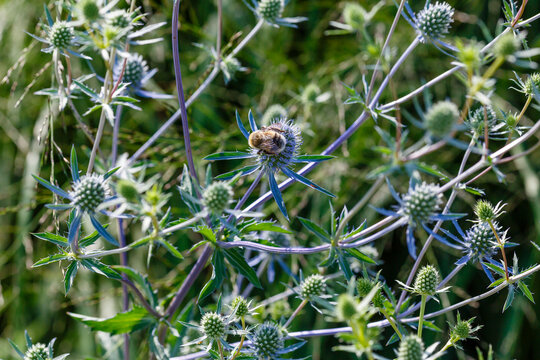 Feverweed, or Eringium is a plant for flower garden in a natural style. Herb garden with ornamental cereals and aromatic herbs. Bumblebee on aromatic plant