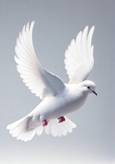 Obraz premium Dove Isolated On A White Background