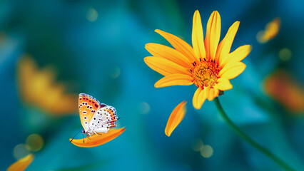 Bright butterfly on yellow flowers in a garden. Summer wonderland. Fantastic card.