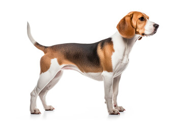 Beagle dog side view on white background - obrazy, fototapety, plakaty