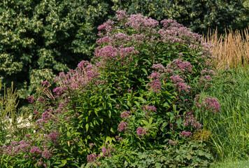 Obraz premium Eupatorium, or poskonnik is a plant for flower garden in a natural style. Herb garden with ornamental cereals and aromatic herbs
