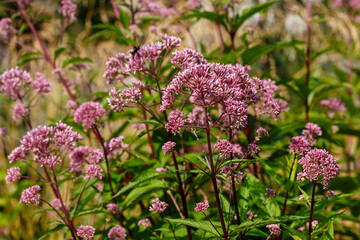 Obraz premium Eupatorium, or poskonnik is a plant for flower garden in a natural style. Herb garden with ornamental cereals and aromatic herbs