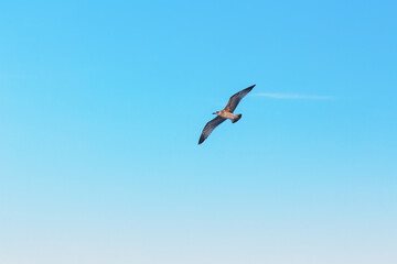 Alone seagull soaring against a vivid blue sky