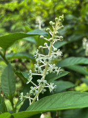 Amerikanische Kermesbeere (Phytolacca)