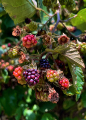 Brombeere (Rubus) in unterschiedlichen Farben