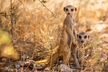 Meerkats of the Kalahari.