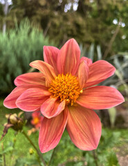 Dahlie (Dahlia) im Botanischen Garten von Batumi, Adscharien, Georgien