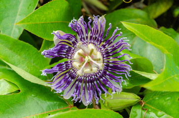Passiflora Flower (Krishnakamal)