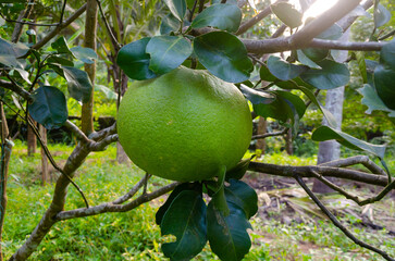Pomelo fruit on the plant
