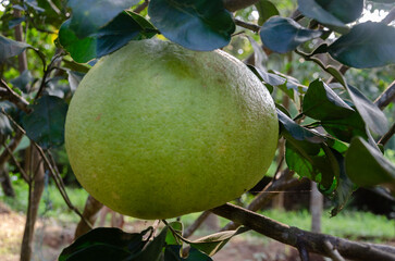 Pomelo fruit on the plant