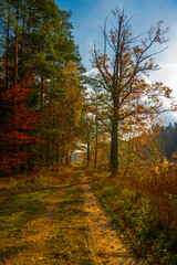 Beautiful Polish golden autumn. Trees shedding their leaves over the water