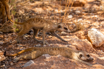 Meerkats of the Kalahari.