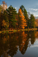 Beautiful Polish golden autumn. Trees shedding their leaves over the water