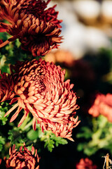 Maroon chrysanthemum flowers in the garden. Contrasting sunlight. Close-up. Beauty is in nature. Texture and background.