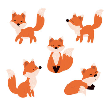 foxes . vector illustration of cartoon fox. set fox. animal fox