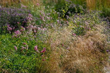 Obraz premium Soddy meadow, or Pike ( lat. Deschampsia cespitosa ) is a plant for flower garden in a natural style. Herb garden with ornamental cereals and aromatic herbs