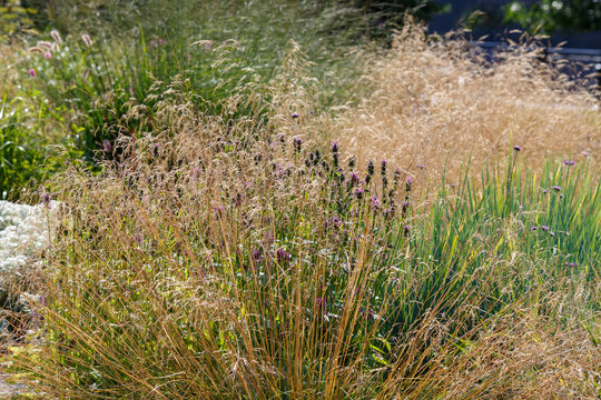 Soddy meadow variety "Goldschleier" , or Pike ( lat. Deschampsia cespitosa ) is a plant for flower garden in a natural style. Herb garden with ornamental cereals and aromatic flowers.