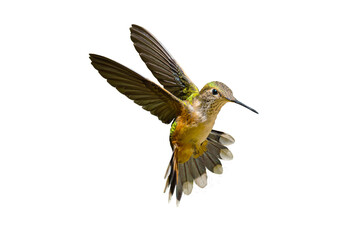 Rufous Hummingbird (Selasphorus rufus) Photo, in Flight on a Transparent Background - 676883718