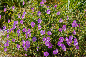 Obraz premium Geranium x hybridum `Rozanne is plant for flower garden in a natural style