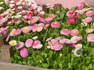 Pink flowers Bellis perennis daisies marguerite. © OLENA LIALINA
