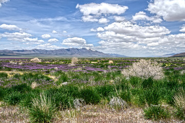 Fototapeta na wymiar Horizontal Photograph of blue sky with white clouds, a dried lake filled with purple and green flowers and mountain range in background. Spring in Nevada along historic Hwy 50, 