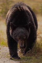 Black bear bear in the field