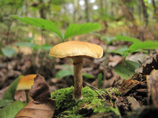mushroom in the forest