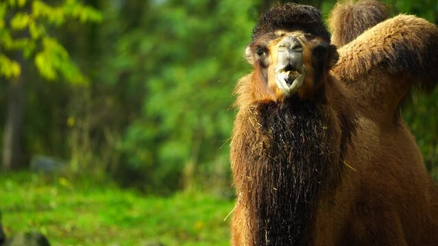 Video of Domestic bactrian camel