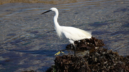 Aigrette Garzette