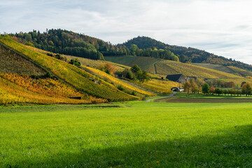 Herbstliche Weinberge im Glottertal, Breisgau