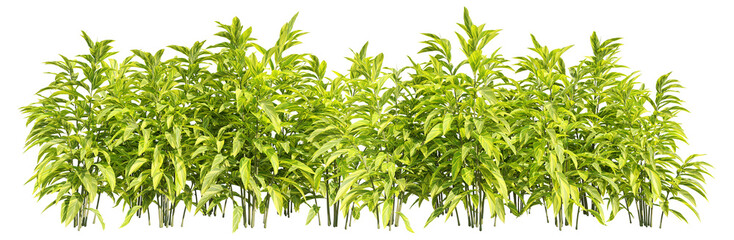 set of shell ginger plants, 3D rendering with transparent background