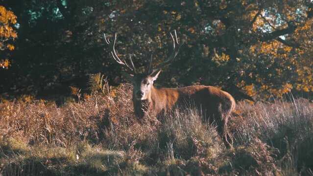 Large male deer with big antlers grazing, woodland wildlife setting, fallow deer