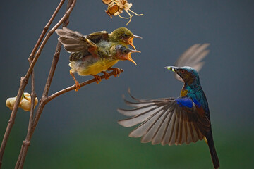 hummingbird feeding the chicks in flight © Riadi