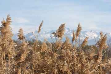Fototapeta premium tops of reeds against the backdrop of snow capped mountains and sky.