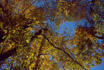 autumn leaves against blue sky