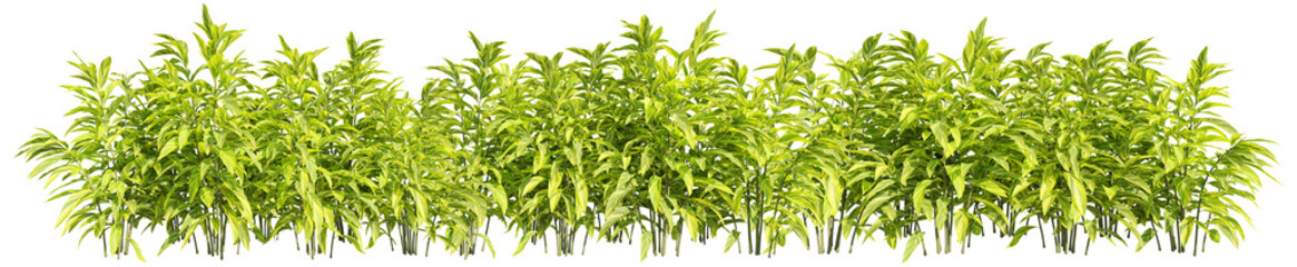 set of shell ginger plants, 3D rendering with transparent background