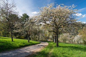 Streuobstwiese im Frühling
