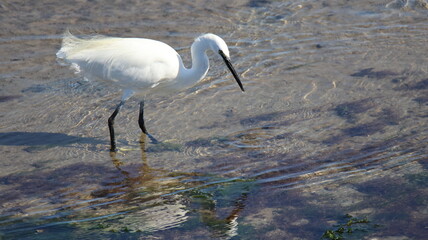Aigrette Garzette