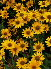 yellow flowers background