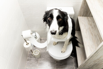 Dog shenanigans! A border collie dog sits on top of a toilet in a bathroom in a house rolled up with toilet paper. The animal looks at the camera with a sad face. Dog repentance. - obrazy, fototapety, plakaty