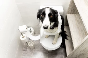 Foto op Aluminium Dog shenanigans! A border collie dog sits on top of a toilet in a bathroom in a house rolled up with toilet paper. The animal looks at the camera with a sad face. Dog repentance. ©  Yistocking