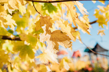 Naklejka na ściany i meble Yellow maple leaves on a tree. Autumn background. Leaf fall. The wind sways the leaves on the tree.