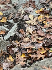 autumn leaves on the ground