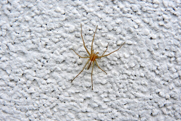 A slender crab spider on a white wall