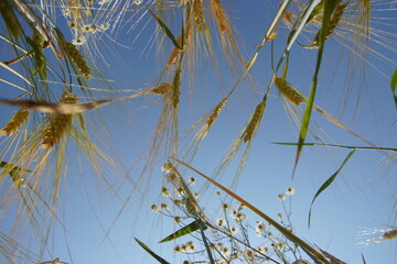 Getreide Feld mit Blumen