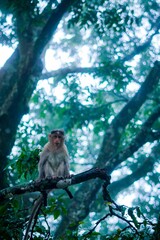 Vertical selective shot of a wild monkey sitting on a branch in Nandi hills in India