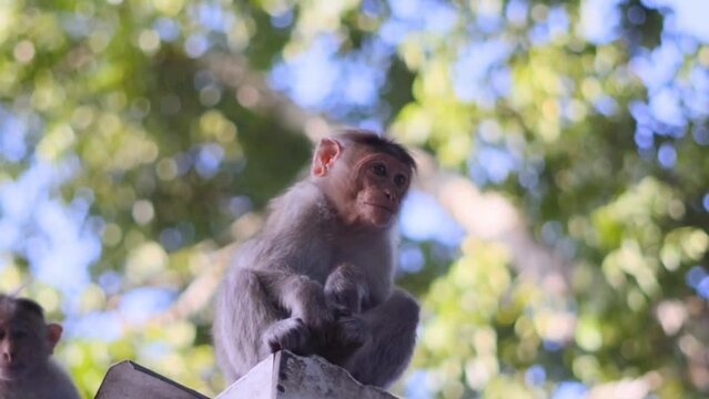Low-angle view of a macaque in Nandi Hills, India