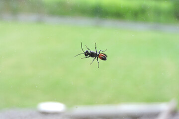 A black and orange wasp on a glass window, blurred background