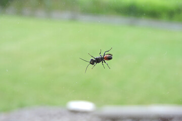 A black and orange wasp on a glass window, blurred background