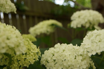 Hortensie